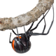 Imagen para el artículo titulado Esta araña viuda recién descubierta pone huevos de color púrpura brillante